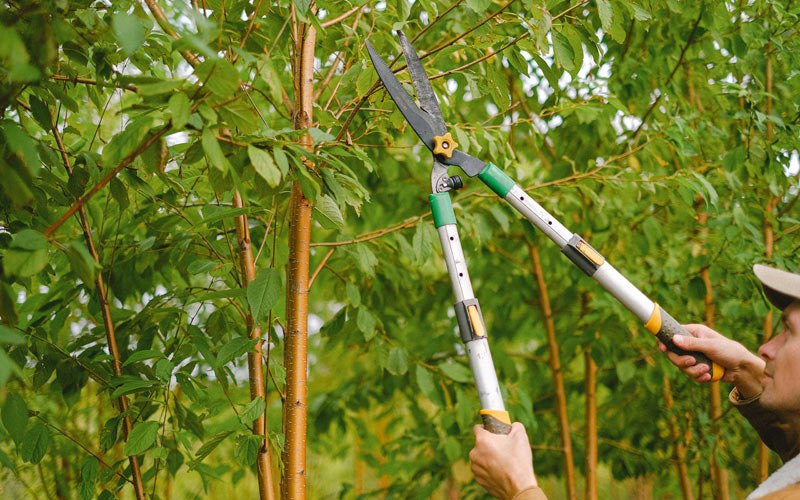 Tree trimming in Grahamsville, NY